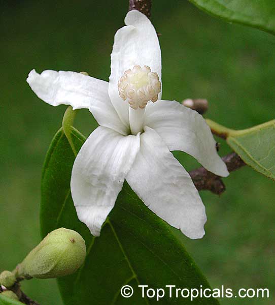 Cacao Flower